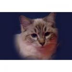 listen_radio.php?radio_station_name=7196-radio-42