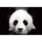 listen_radio.php?radio_station_name=10811-panda-radio