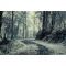 listen_radio.php?radio_station_name=8572-path-through-the-forest